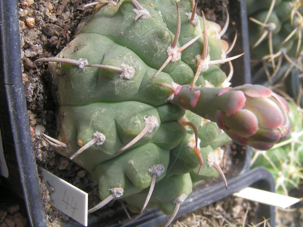 Gymnocalycium vatterii P 108 las Rabonas